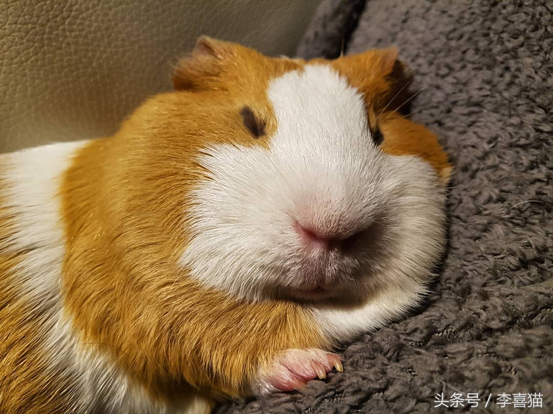 最好养的宠物豚鼠,豚鼠成长过程