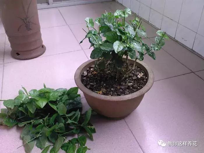 铜钱草修剪完干了如何补救,铜钱草与绿萝哪个好养