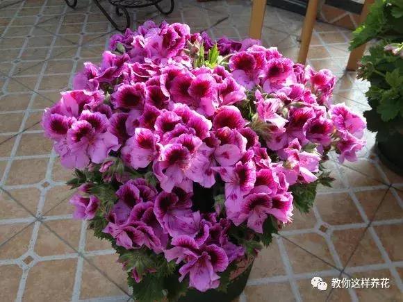 绿萝过冬后叶子全掉了,绿萝过完冬叶子黄了还能活吗