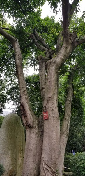 带着爸妈自由行攻略,带父母和孩子成都怎么玩