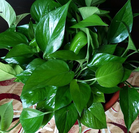 这4种花比吊兰绿萝好养,哪些适合吊兰和绿萝当肥料