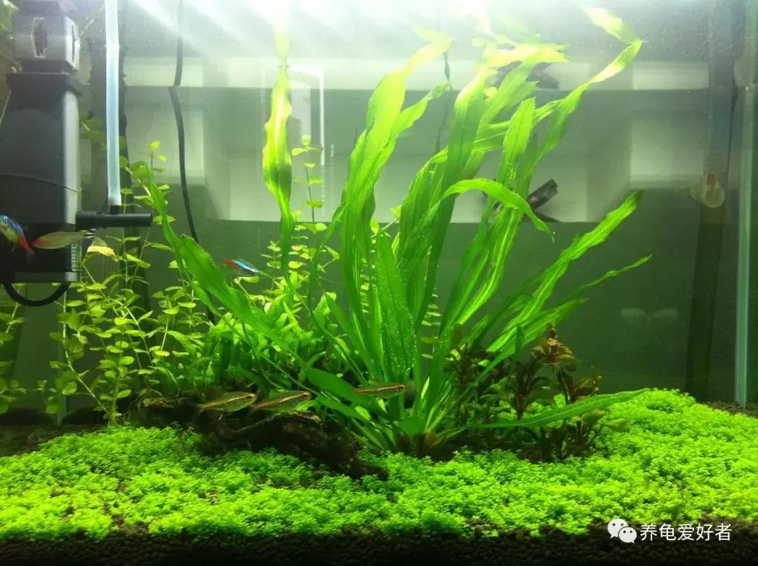 给大家推荐一些好养殖的水草,十大适合新手养的水草