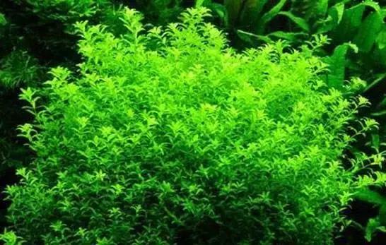 给大家推荐一些好养殖的水草,十大适合新手养的水草