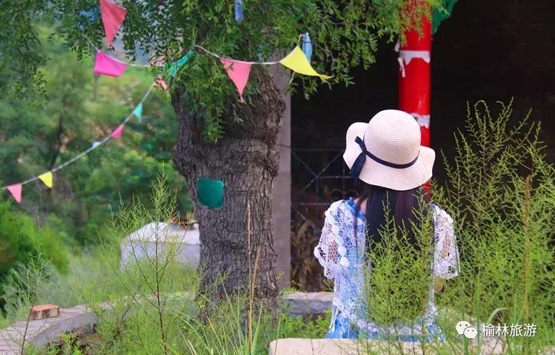 走遍榆林寻古树、品农味、游乡村，感受最清爽的一抹绿之子洲篇