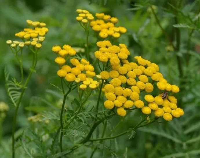「词风雅韵」李瑾｜点绛唇十九韵十九花