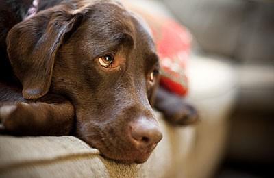 宠物行业狗粮内幕,狗粮内幕
