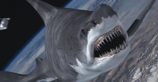 很久没看到这么好看的鲨鱼片了,巨齿鲨在三亚吃饺子宴太有创意了