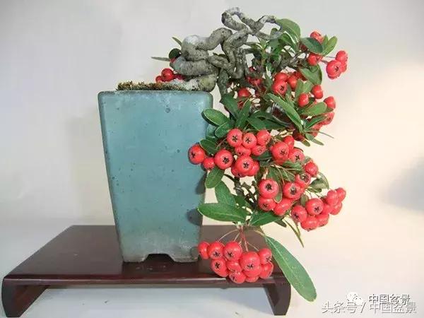 值得收藏的盆景养护常用技法