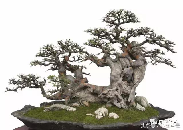 值得收藏的盆景养护常用技法