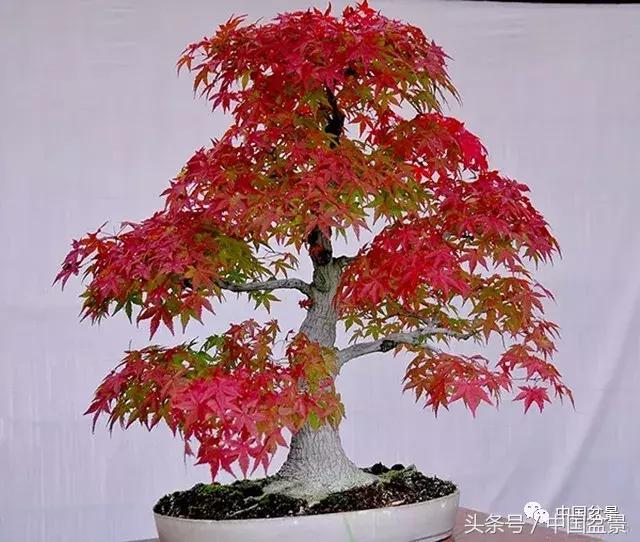 值得收藏的盆景养护常用技法