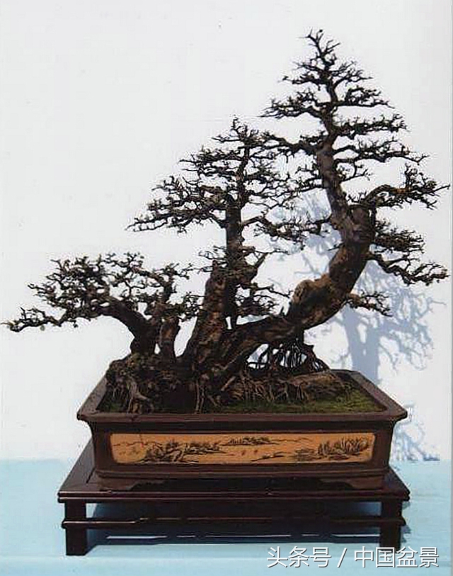 值得收藏的盆景养护常用技法