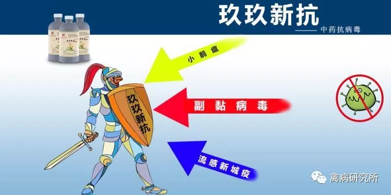 小鹅瘟发病视频,小鹅苗近期生病是什么原因