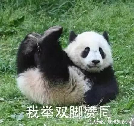 美帝再牛逼，遇见熊猫也得吸？地球知识局