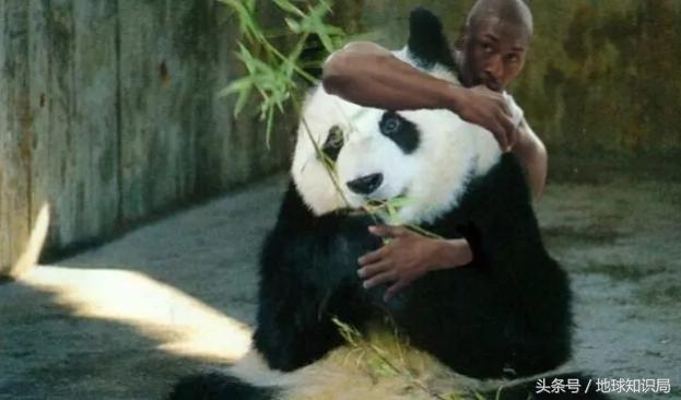 美帝再牛逼，遇见熊猫也得吸？地球知识局