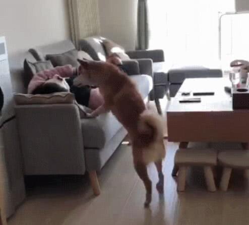 女主人贴面膜吓坏狗,女主人敷面膜狗被吓到