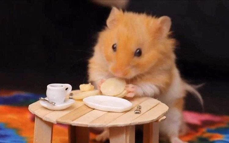 仓鼠颊囊炎怎么治疗视频,仓鼠颊囊炎的症状