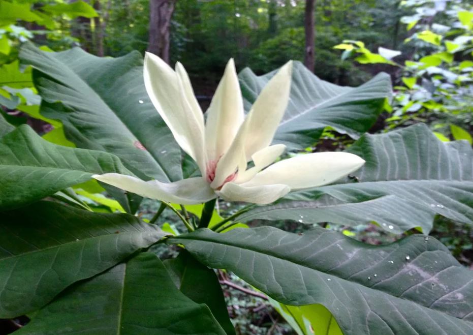 11种最漂亮的玉兰品种推荐，别再说你只认识白玉兰和红玉兰了