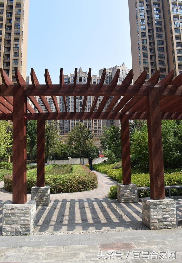 蕨类植物微景观组合,蕨类植物造景