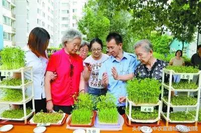 纸上种菜续集全集,纸上种菜是真的那么好吗