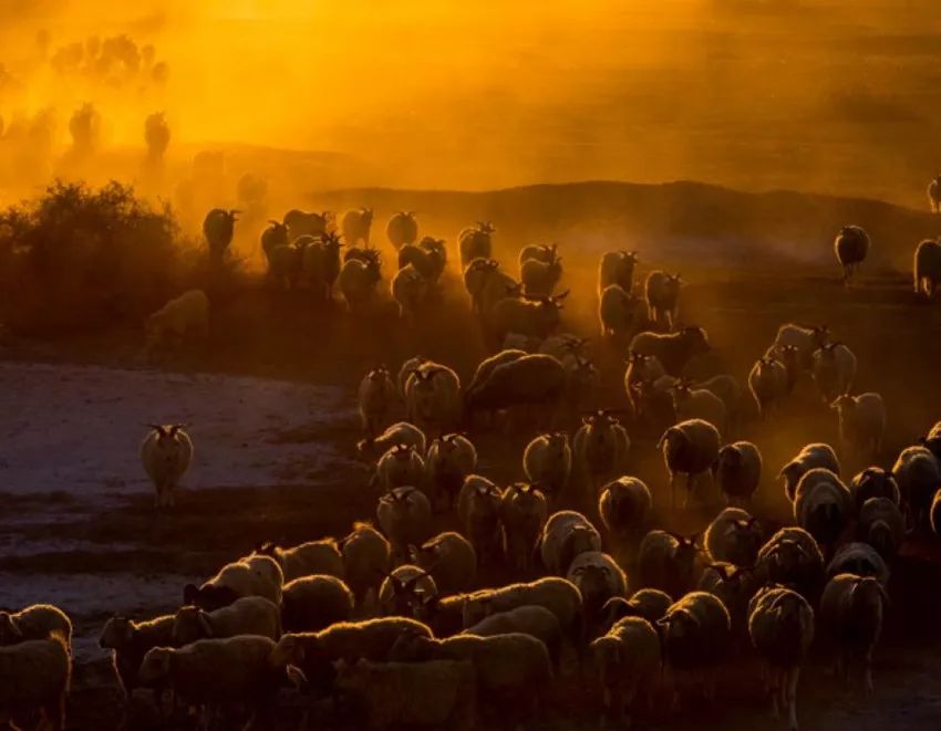 月赛冠军奖励,首届全球华人旅拍大赛