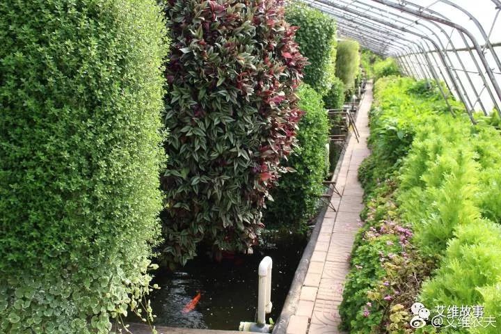 艾维农夫农场鱼菜共生,艾维徐箴言鱼菜共生系统设计建造