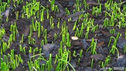 韭菜催芽后直接种的方法,韭菜种催芽最快的方法