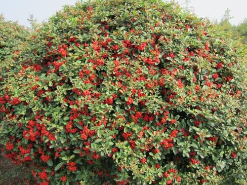 临时救、“救命粮”、大救驾，农民俗称的这些植物，都有什么用