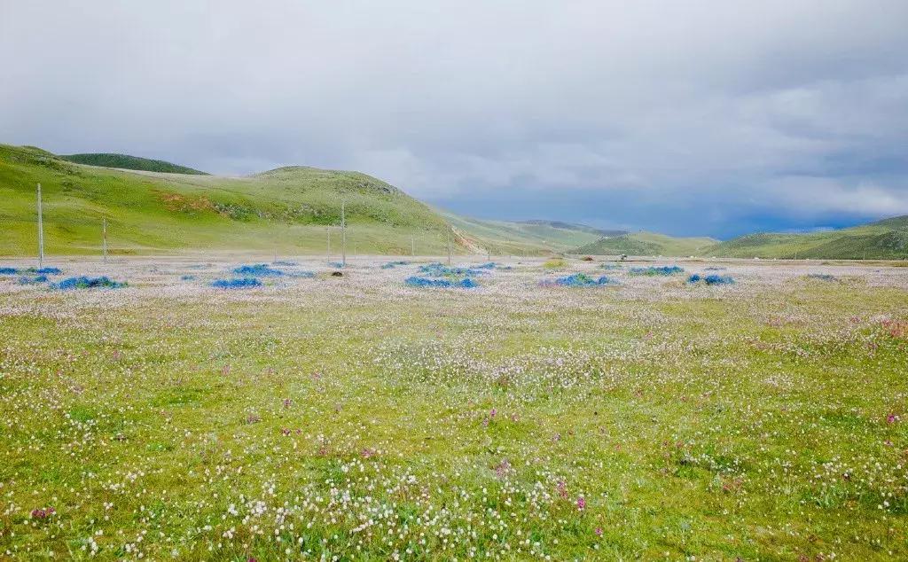 川西旅游若尔盖大草原,川西旅游攻略若尔盖草原