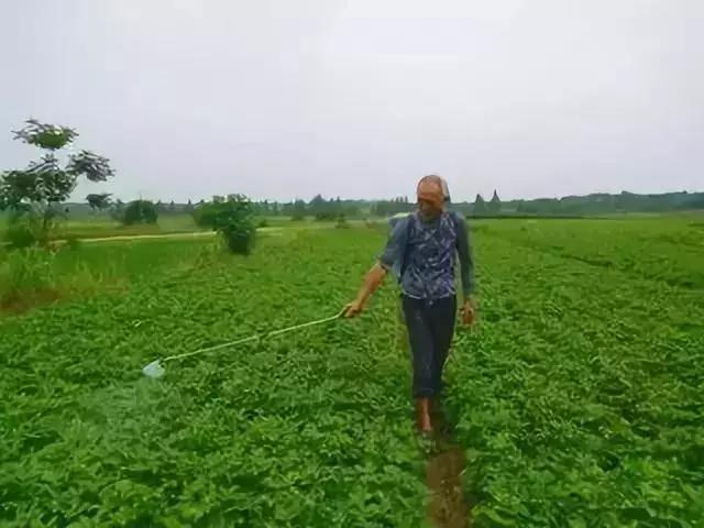 赤霉素芸苔素多效唑用法大汇总,多效唑赤霉素的作用