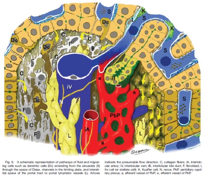直肠癌一枚淋巴结转移意味着什么,结直肠癌肝转移同期切除