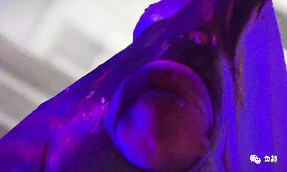 龙鱼眼睛撞破了怎么办,龙鱼吓到了要多久恢复