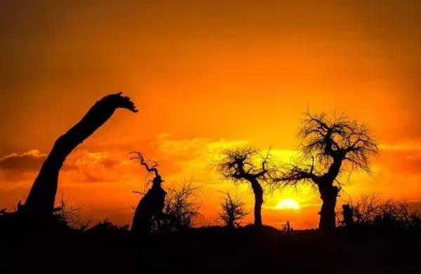 蚂蚁沙漠种树,蚂蚁森林沙漠种树航拍