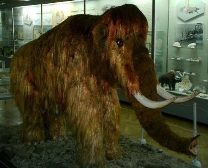 俄罗斯人出售世界上唯一一顶用猛犸象毛做的帽子