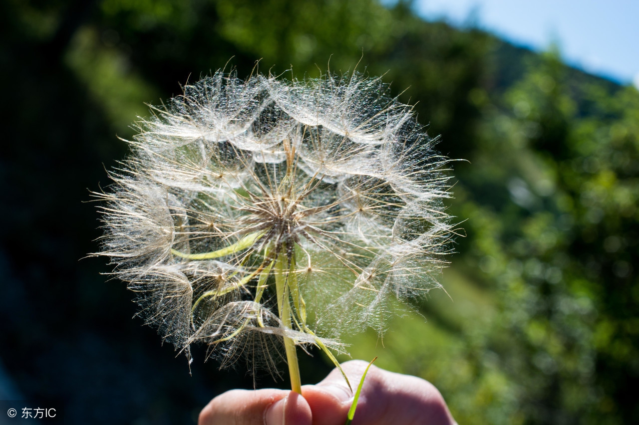 龟苓膏粉加菊花茶,龟苓膏可以和菊花枸杞茶一起喝吗