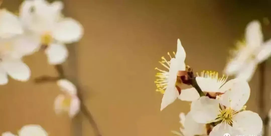 古代对诗人的雅称,古代诗人的雅称100个