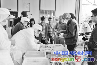 野菌飘香魅力南华,野菌飘香产业怎么样