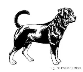 罗威纳FCI性格标准,纯种罗威纳犬的智商排名