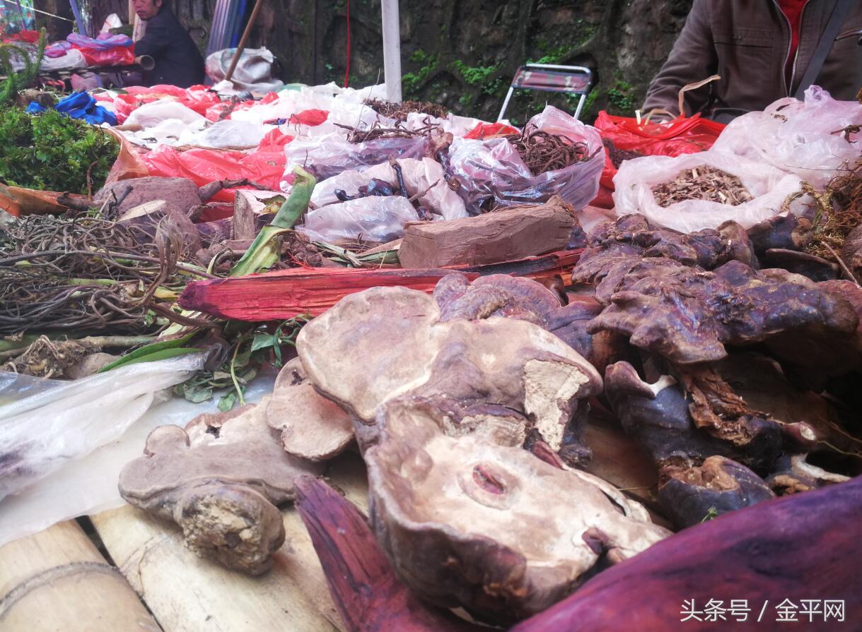 云南金平神秘瑶药：产妇分娩沐浴后，三天以后就可以做家务