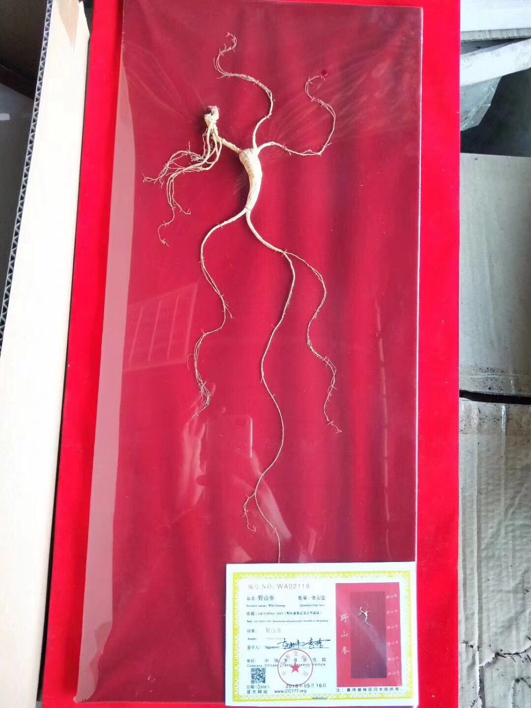 关于野山参的传说,对野山参的看法和认识