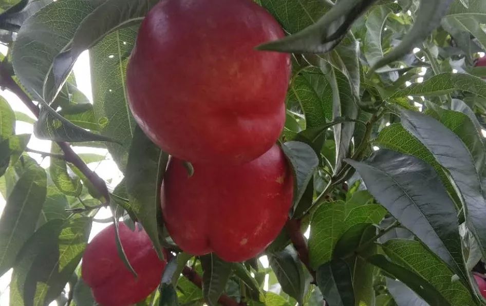 黄桃品种大全黄金黄桃,斑点脆油桃