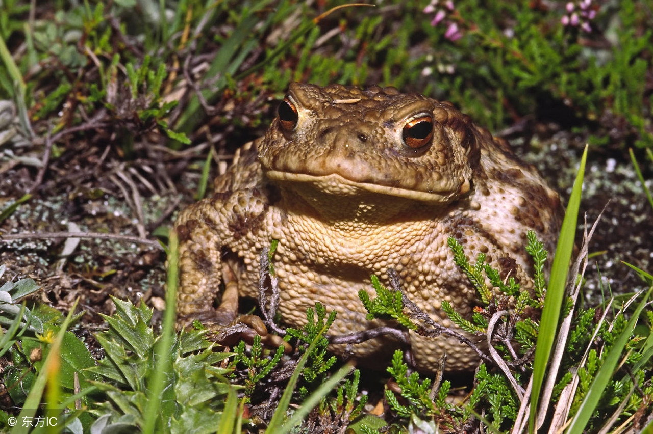 2022冷门养殖赚钱项目,冷门养殖业投资比较小的创业