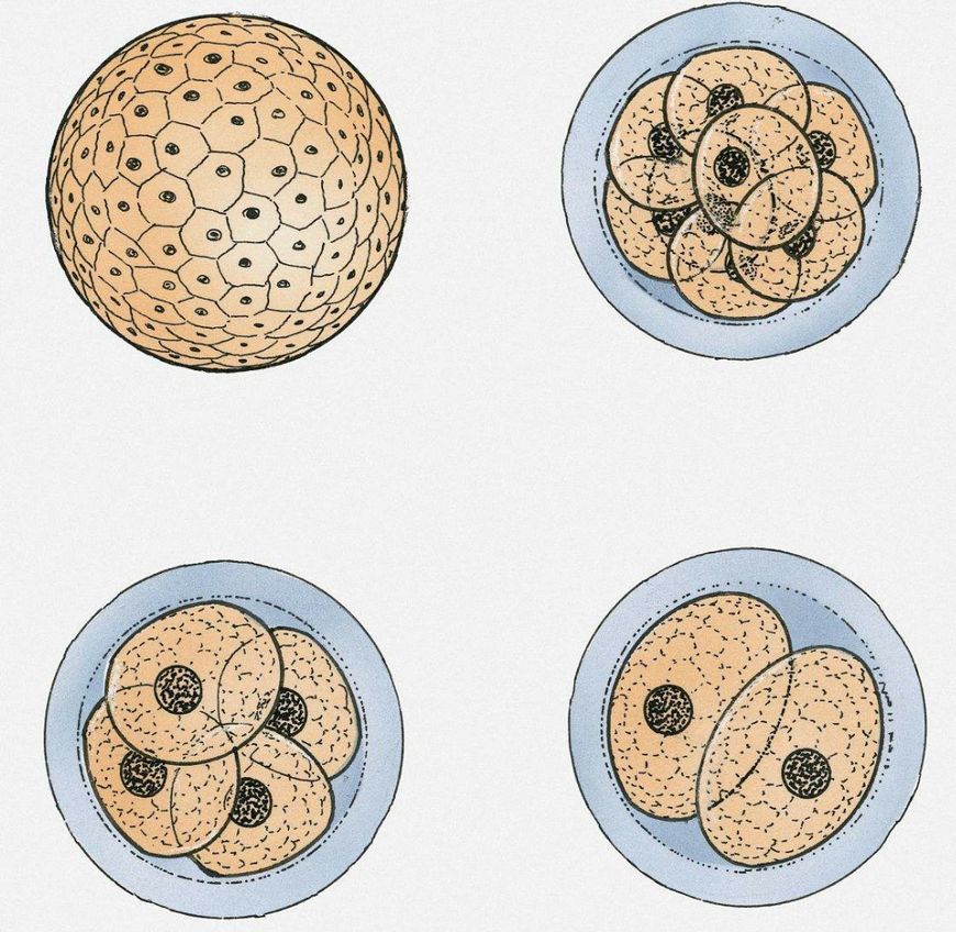 受精卵着床详细过程，11天都经历了什么？才能孕育宝贵的生命