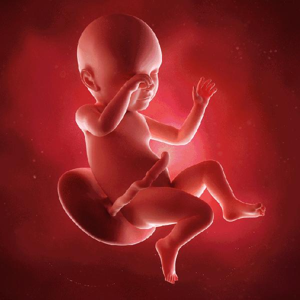 胎儿的发育1到10个月图片,1-10个月胎儿发育过程视频