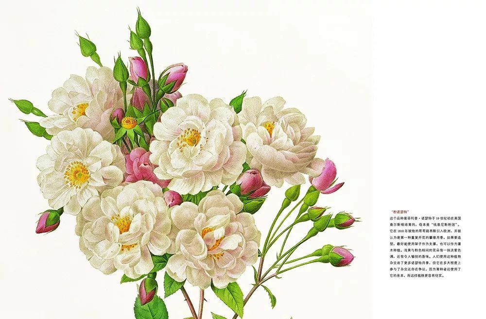 荐书｜七夕将至，现代版“玫瑰圣经”带给你一整本永不凋谢的浪漫！