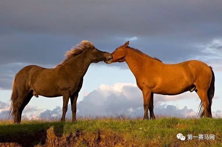 七夕到了单身狗报告,七夕快到了依然是单身狗