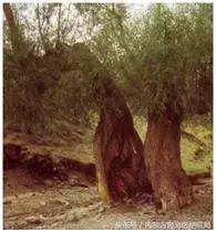 地震局里面有什么,地震局有什么用处