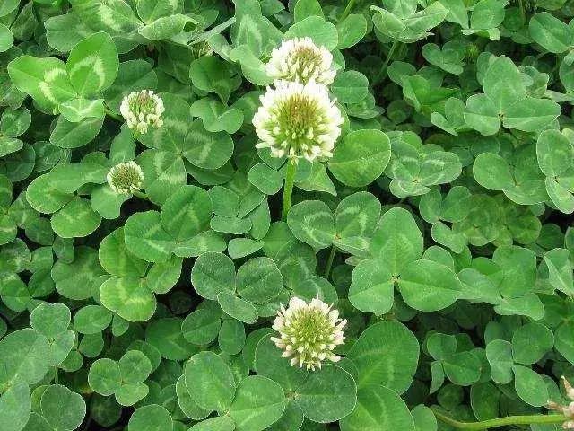 谁有林下种植艾草的经验,果园生草有秘诀