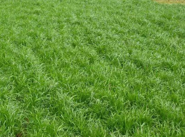 谁有林下种植艾草的经验,果园生草有秘诀