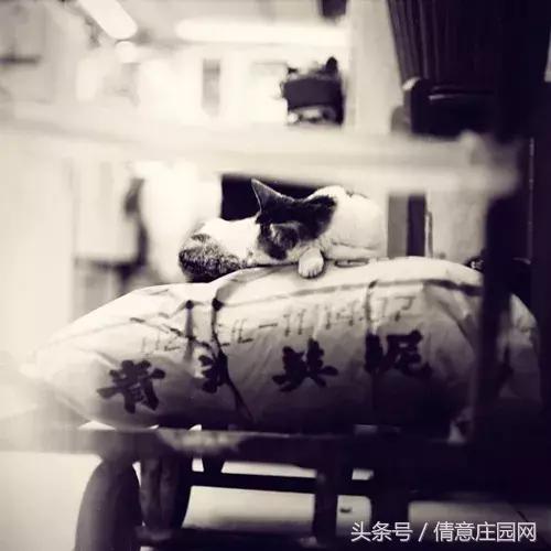 这是一家被喵星人占领的书店