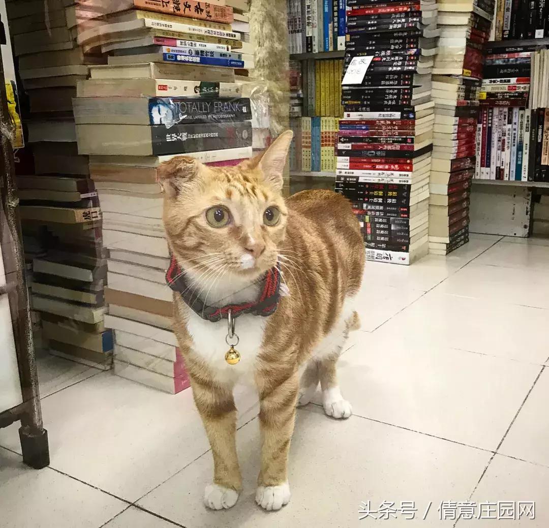 这是一家被喵星人占领的书店